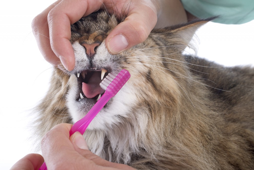 bigstock Maine Coon Cat And Toothbrush 52367104 1024x6831