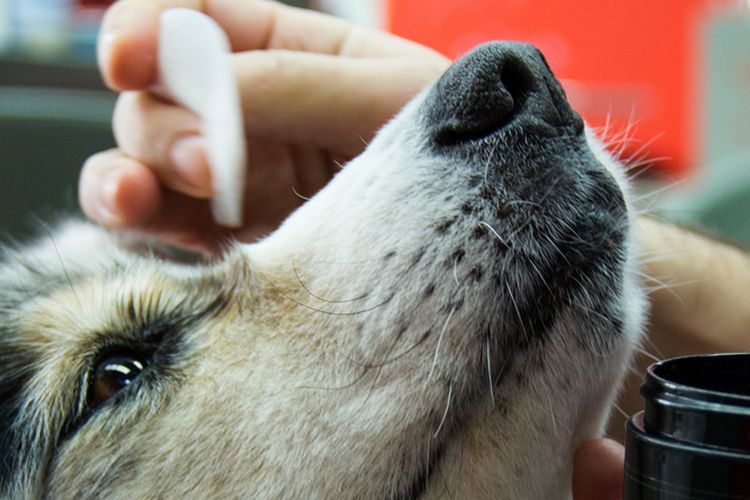 Протираем глаза собаке при закапывании капель