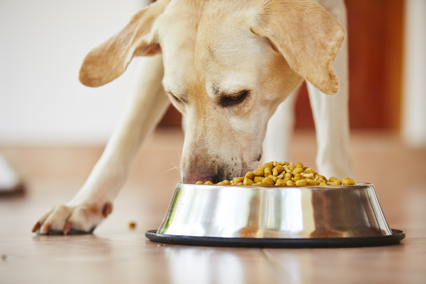 Пищевая добавка с кальцием для собак