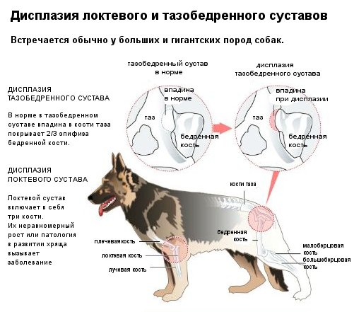 Дисплазия тазобедренного сустава собаки