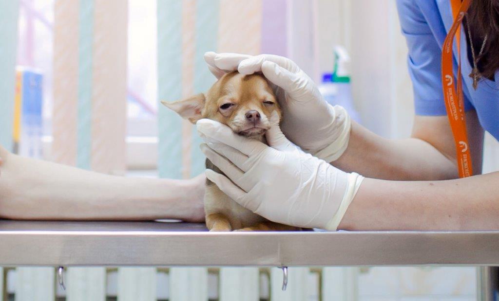 Понос у собак: причины, симптомы и способы лечения
