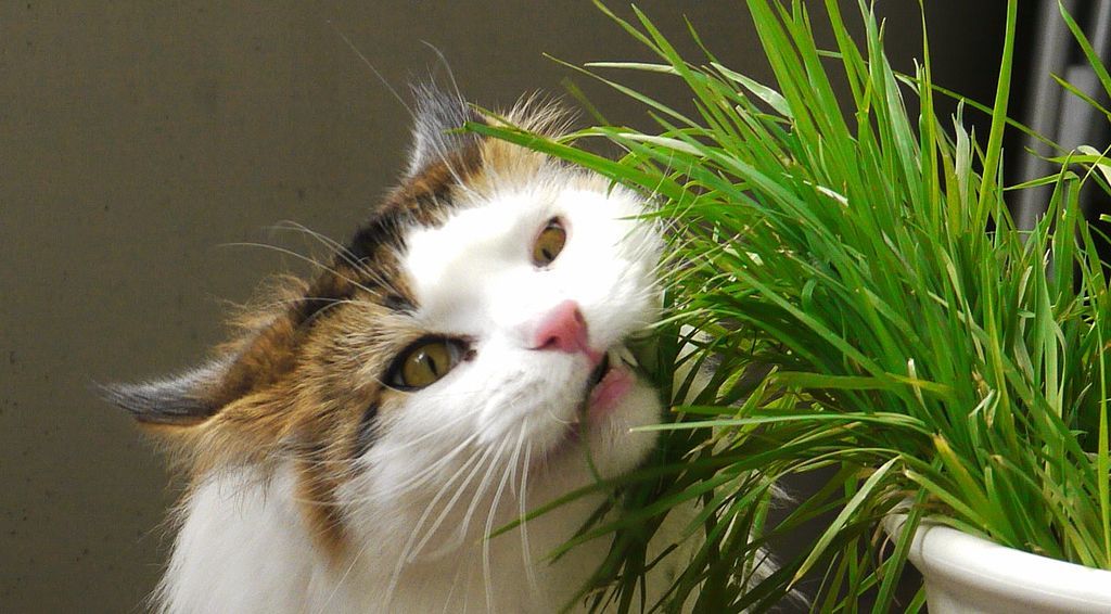 Чем кормить кошку из натуральной еды - Продукты и рацион питания - cdVet -  натуральные витамины для кошек и собак
