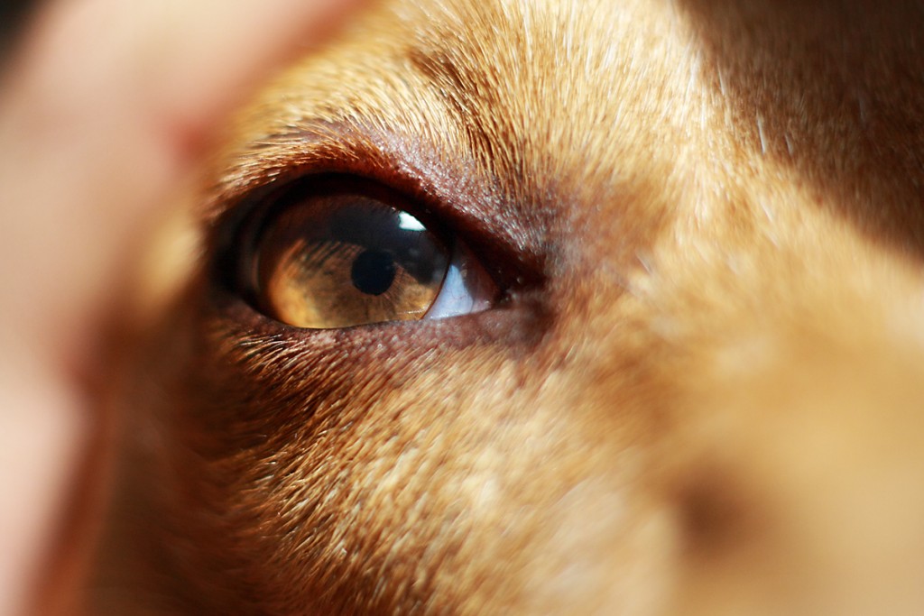 Как закапывать в глаза собаке