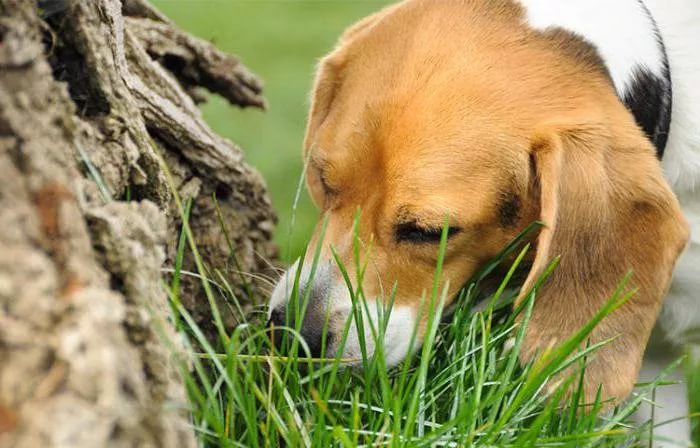 Понос у собаки - Что делать и как лечить в домашних условиях - cdVet -  натуральные витамины для кошек и собак