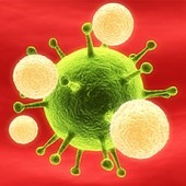 Метаболизм и иммунная система