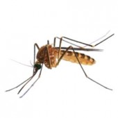 Комары, мухи, слепни и мошки